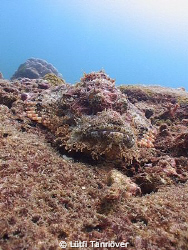 A scorpionfish.... by Lütfi Tanrıöver 